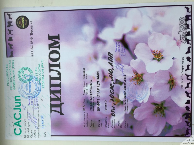 Фото: ньюфаундленд Брифт Стар Цунами