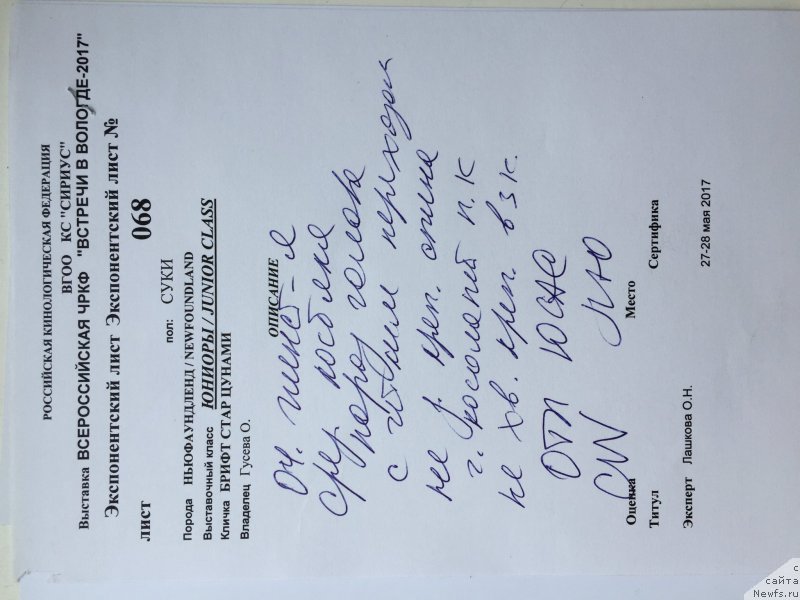 Фото: ньюфаундленд Брифт Стар Цунами