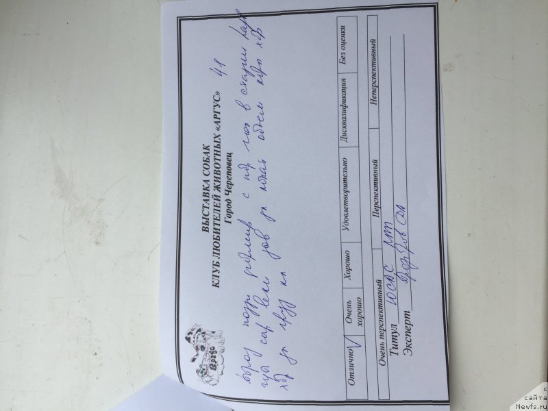 Фото: ньюфаундленд Брифт Стар Цунами