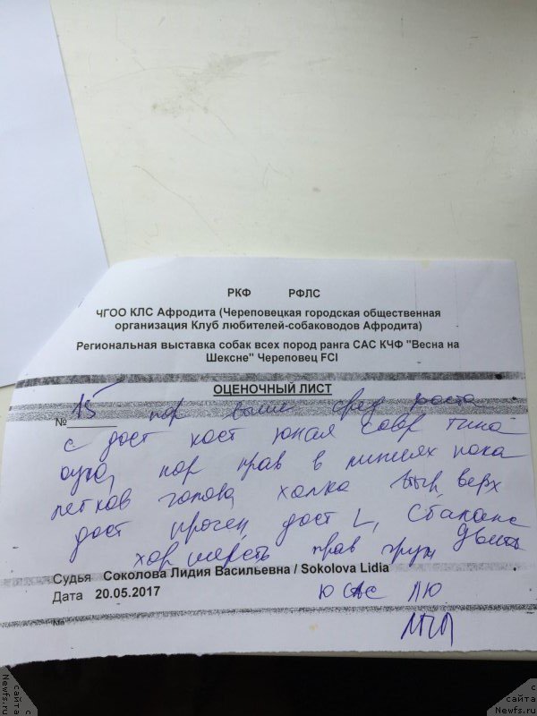 Фото: ньюфаундленд Брифт Стар Цунами