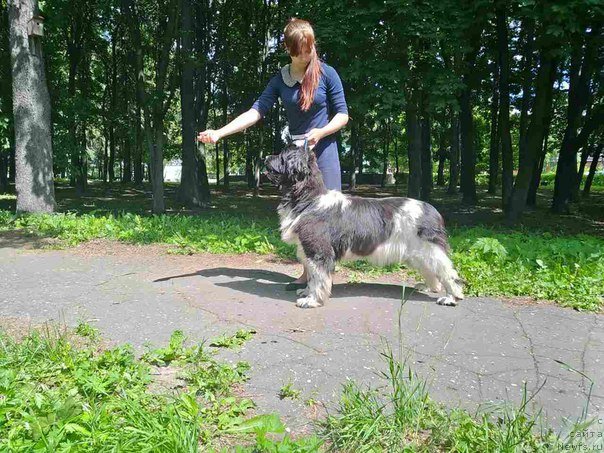 Фото: ньюфаундленд Сунну Сафранит Цитрине (Sunny Safranit Citrine)