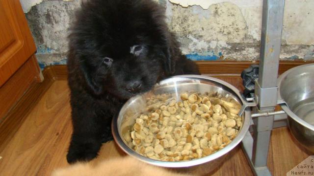 Фото: Сент Джонс Рокко Стелла ди Сант Эрамо