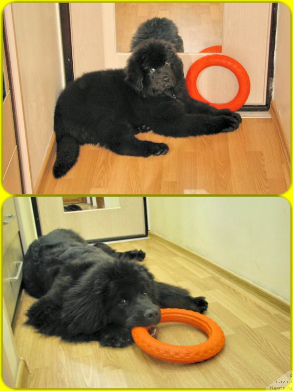 Фото: ньюфаундленд Козырный Туз с Берега Дона (Kozyrniy Tuz s Berega Dona)