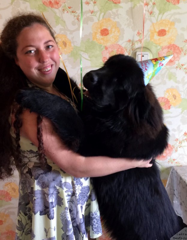 Фото: Ольга Гусева, ньюфаундленд Брифт Стар Цунами