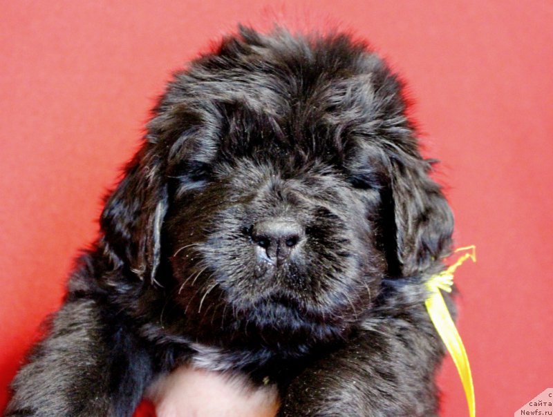 Фото: ньюфаундленд The Heart Beat of Bolshoy Malysh iz Volotova