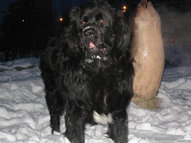 Фото: ньюфаундленд Маг Исполин Илья Муромец, ньюфаундленд Маг Исполин Илья Муромец