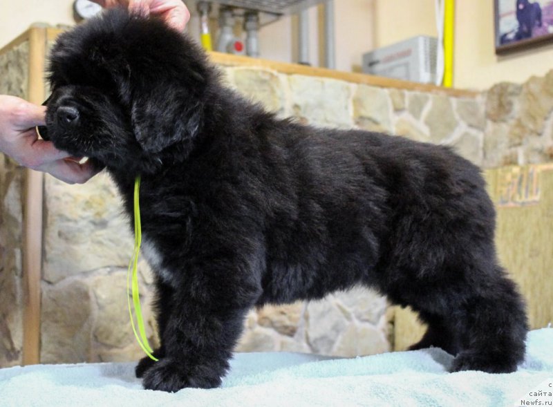 Фото: ньюфаундленд The Heart Beat of Bolshoy Malysh iz Volotova