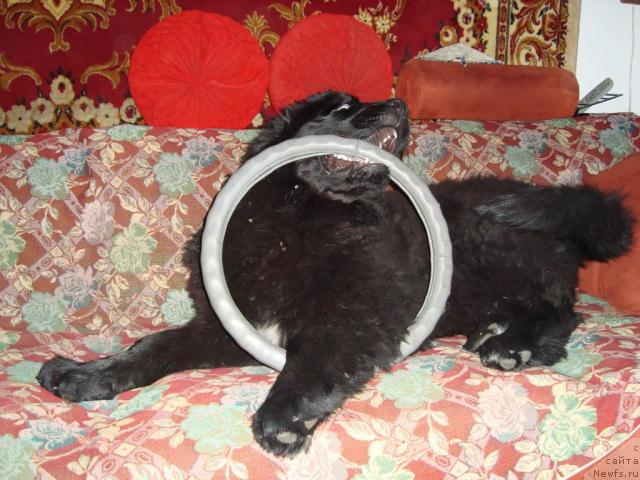 Фото: Буран, 5 месяцев