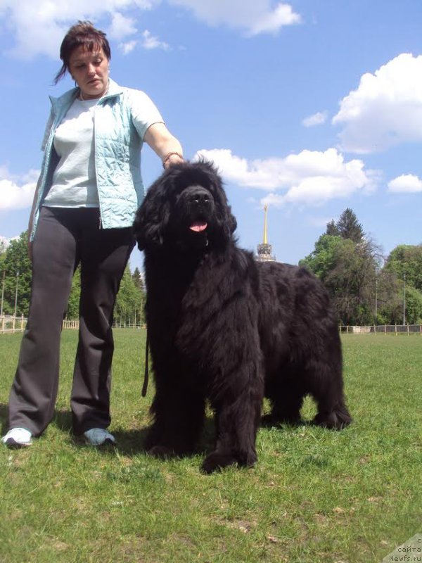 Фото: ньюфаундленд The Heart Beat of Bolshoy Malysh iz Volotova