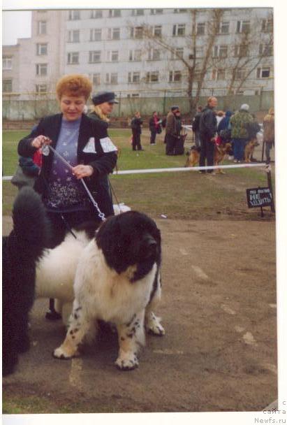 Фото: ньюфаундленд Шериф