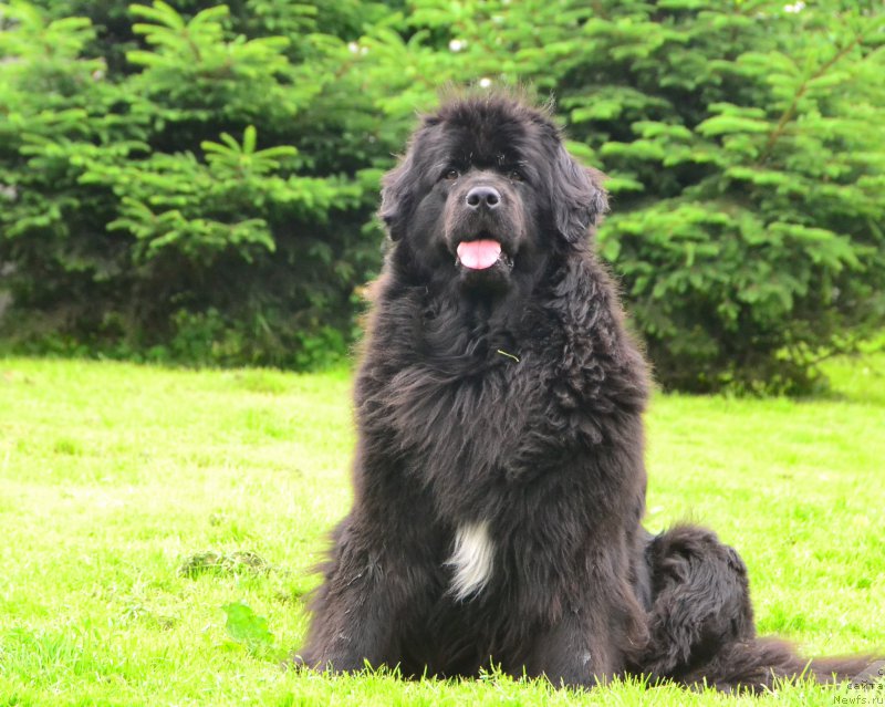 Фото: ньюфаундленд Талисман Моря Мишель