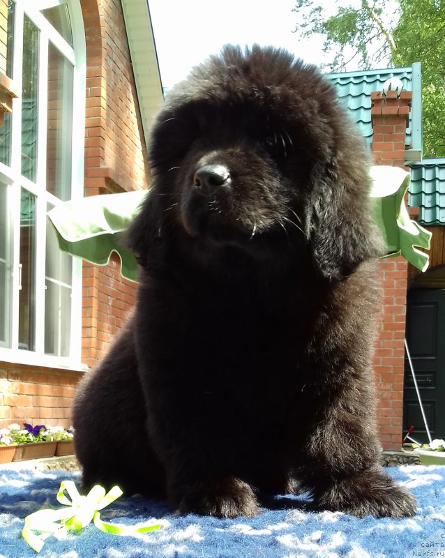 Фото: ньюфаундленд Супер Премиум Элита