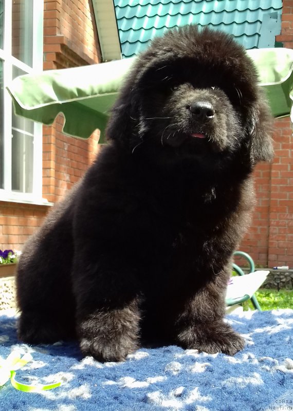 Фото: ньюфаундленд Супер Премиум Элита