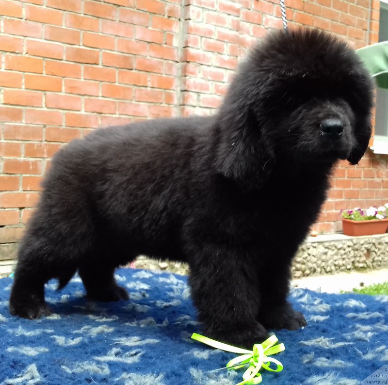 Фото: ньюфаундленд Супер Премиум Элита