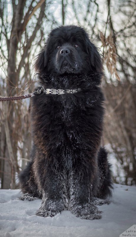 Фото: ньюфаундленд Ханна Кюсем Прекрасная