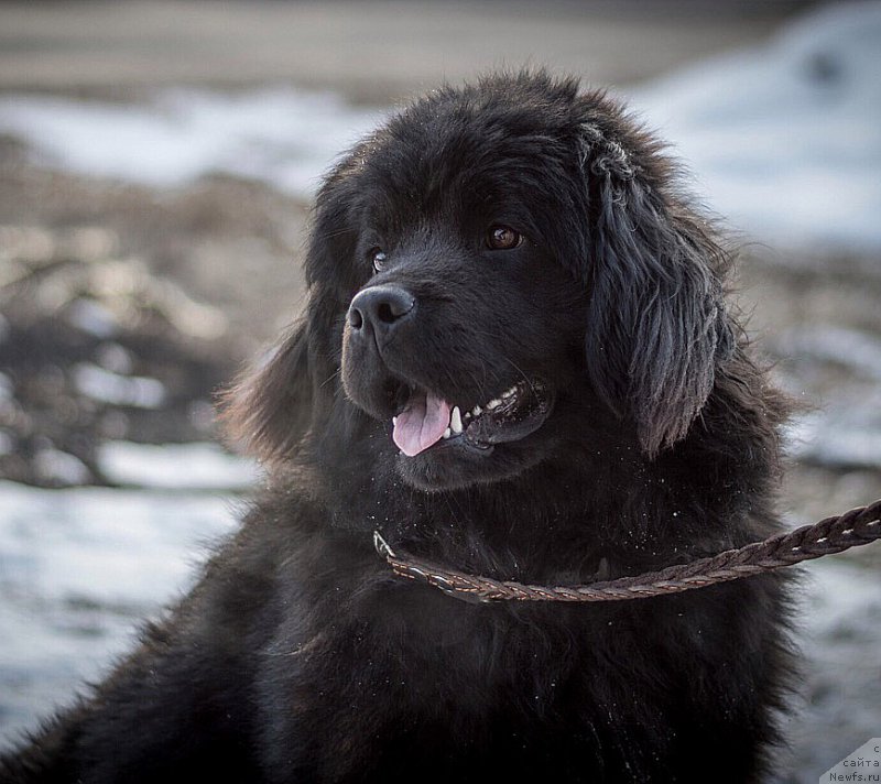 Фото: ньюфаундленд Ханна Кюсем Прекрасная