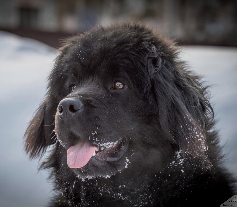 Фото: ньюфаундленд Ханна Кюсем Прекрасная