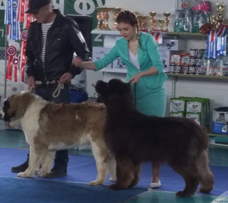 Фото: ньюфаундленд Хаул Золотой Дракон (Haul Zolotoy Drakon)