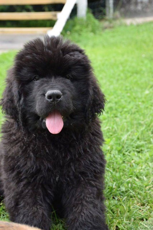 Фото: ньюфаундленд Супер Премиум Эскабаро Пабло