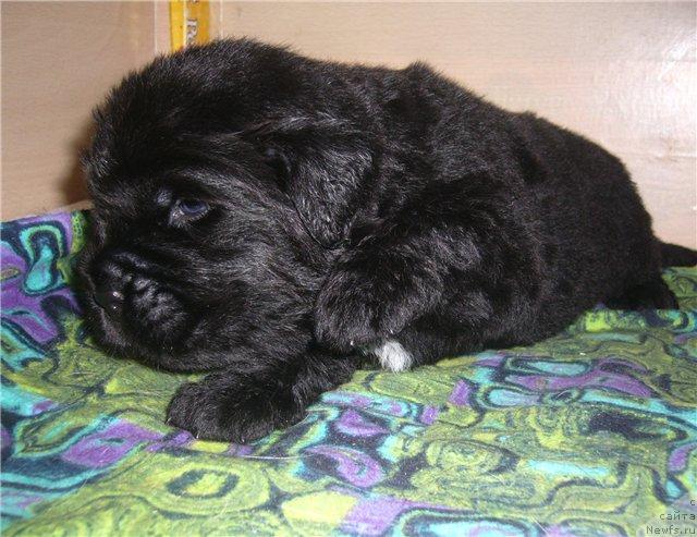 Фото: ньюфаундленд Супер Бизон Грегори Грег