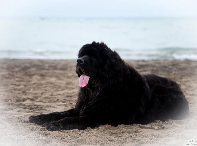 Фото: ньюфаундленд Супер Премиум Цириус