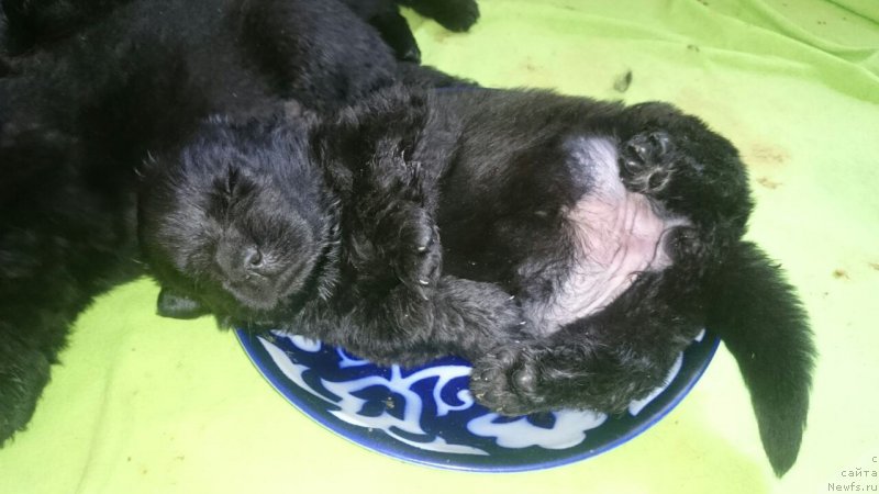 Фото: помет 