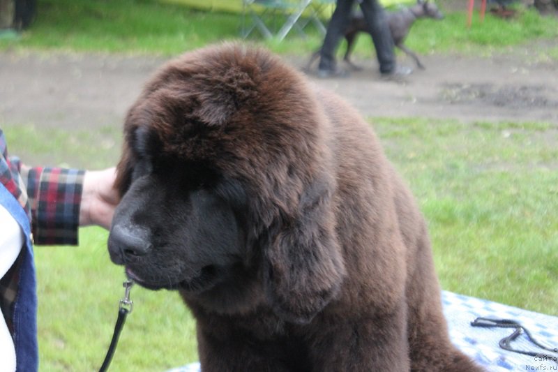 Фото: ньюфаундленд Терра Виктория Жермон Луиза (Terra Victoria Germon Louise)