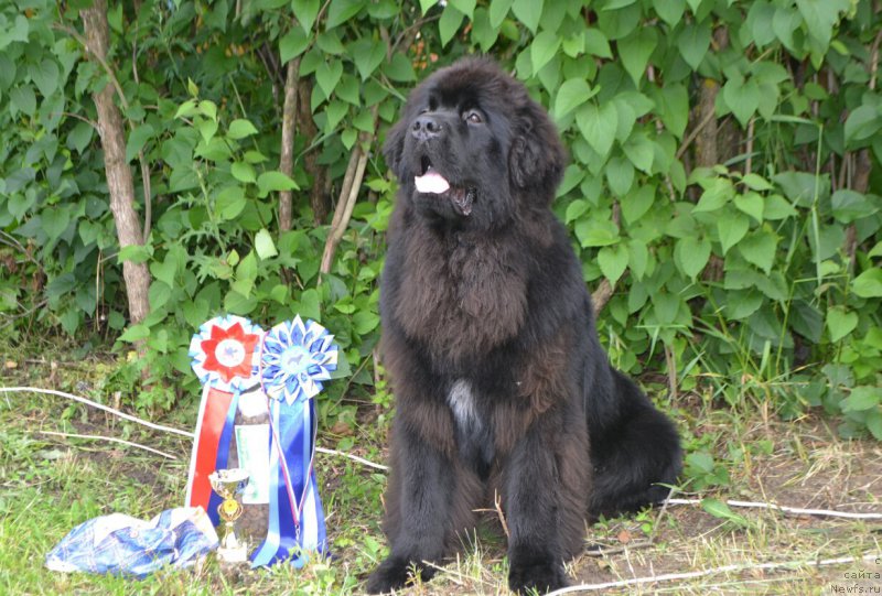 Фото: ньюфаундленд Сент Джонс Эксклюзив (Sent Djons Exclusive)