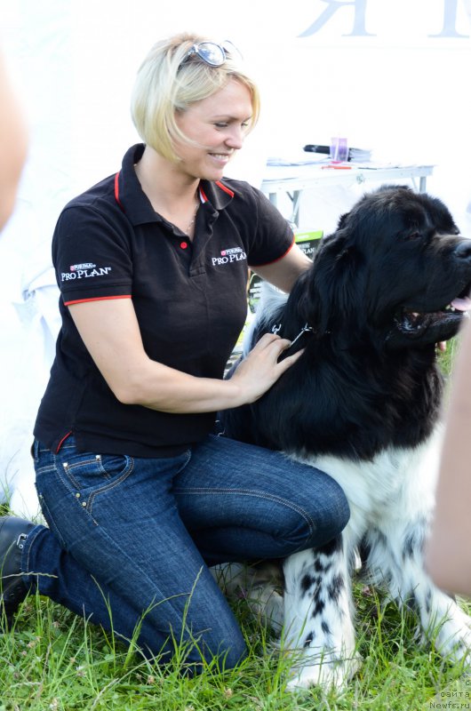 Фото: ньюфаундленд Энджелс Кипер Нибелунг (Angels Keeper Nibelung)