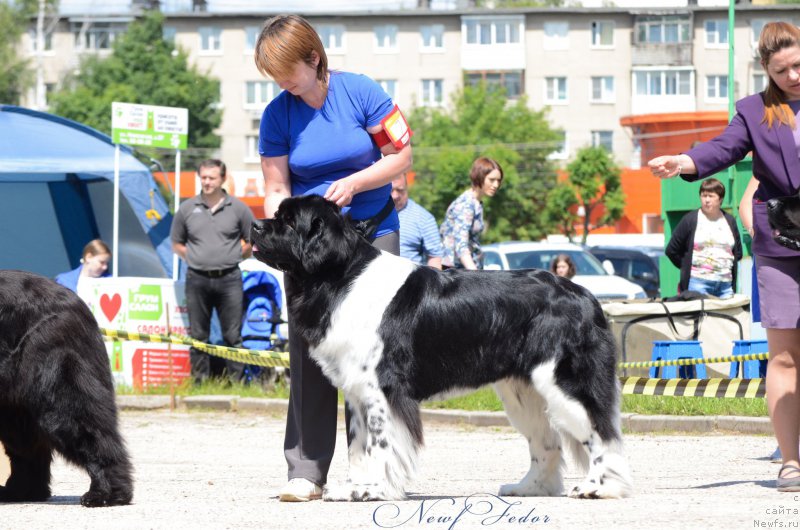 Фото: ньюфаундленд Энджелс Кипер Нибелунг (Angels Keeper Nibelung)