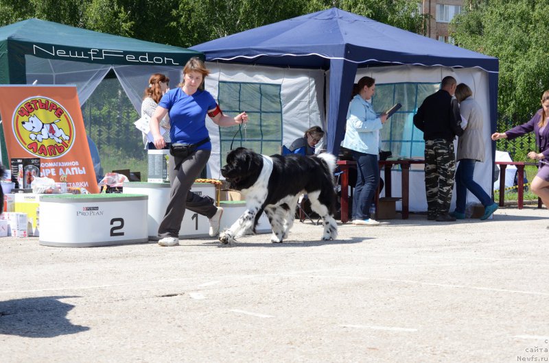 Фото: ньюфаундленд Энджелс Кипер Нибелунг (Angels Keeper Nibelung)