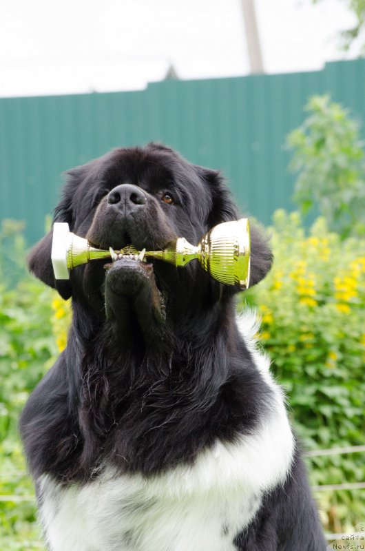Фото: ньюфаундленд Энджелс Кипер Нибелунг (Angels Keeper Nibelung)