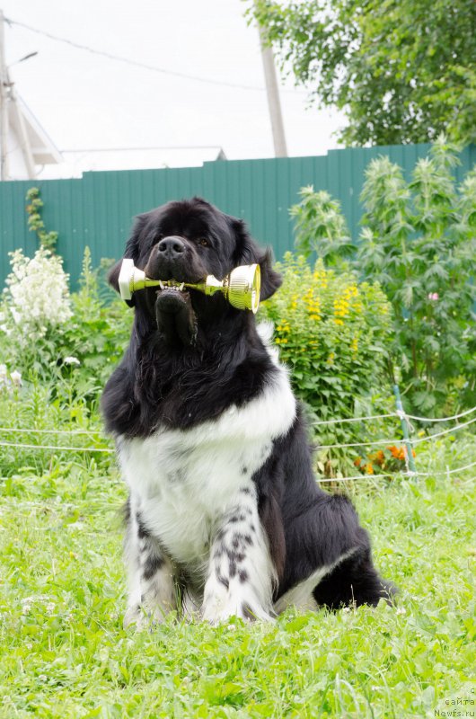 Фото: ньюфаундленд Энджелс Кипер Нибелунг (Angels Keeper Nibelung)