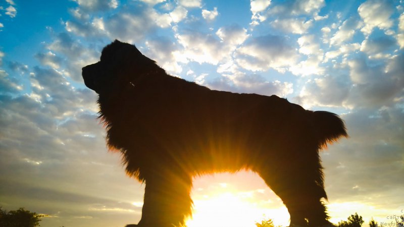 Фото: ньюфаундленд Aragon Goldi Rejn