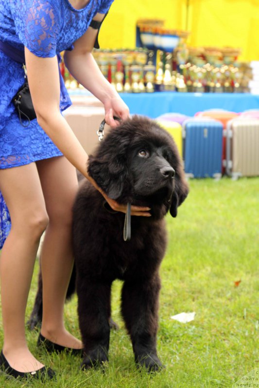 Фотография № 226906