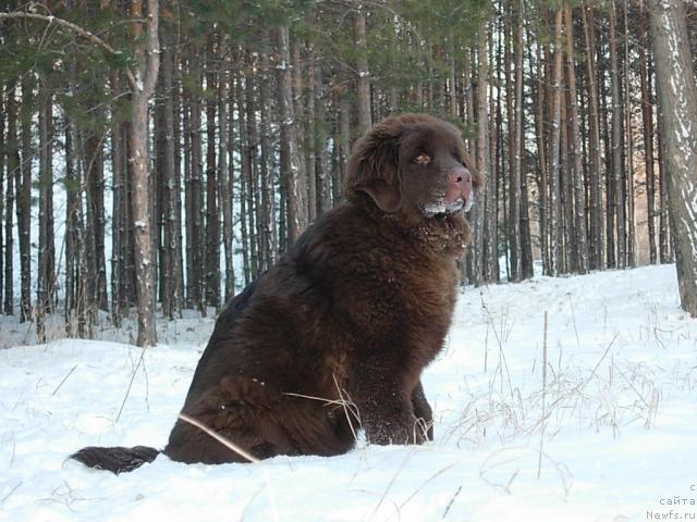 Фото: ньюфаундленд Конфуций