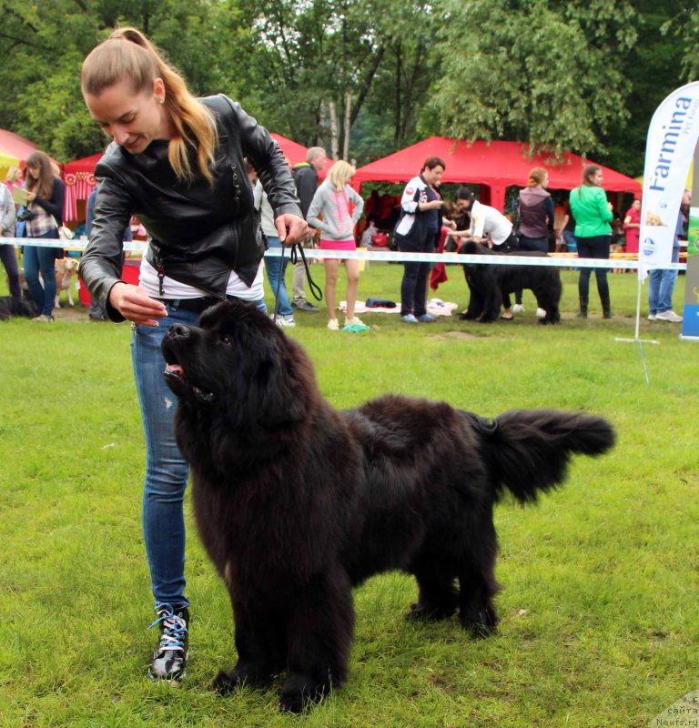 Фото: ньюфаундленд Династик Брэнч Яндекс Хапинесс (Dynastic Branch Yandex Hapiness)