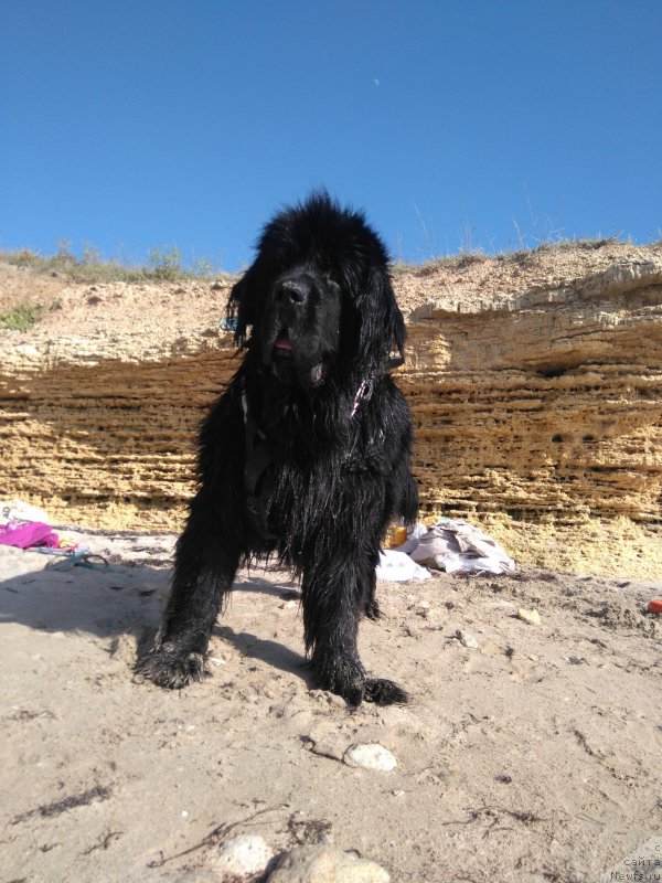 Фото: ньюфаундленд Aragon Goldi Rejn