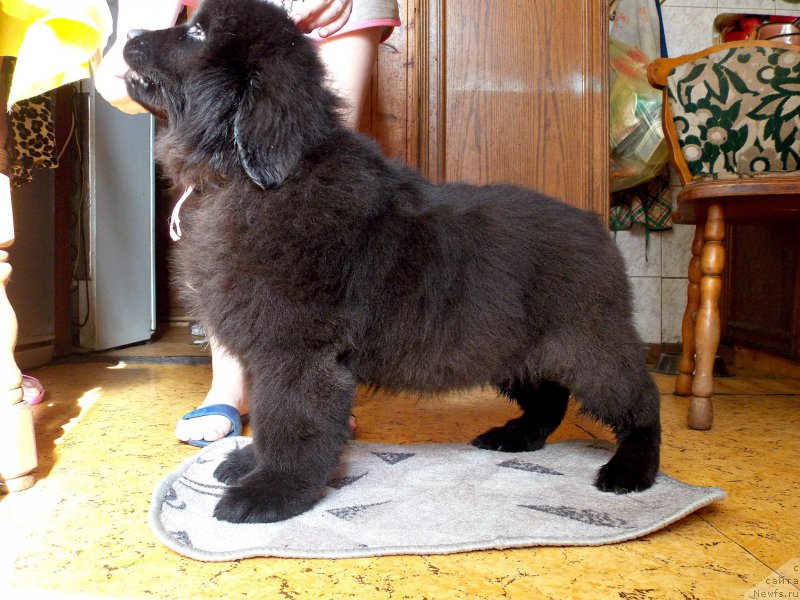 Фотография № 226952