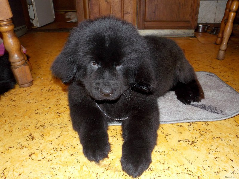 Фотография № 226953