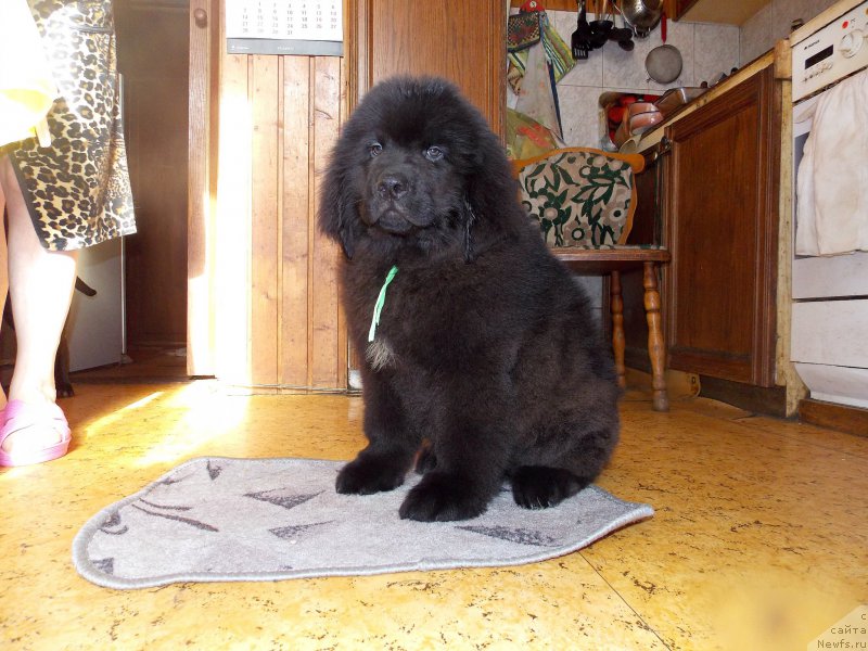 Фотография № 226958