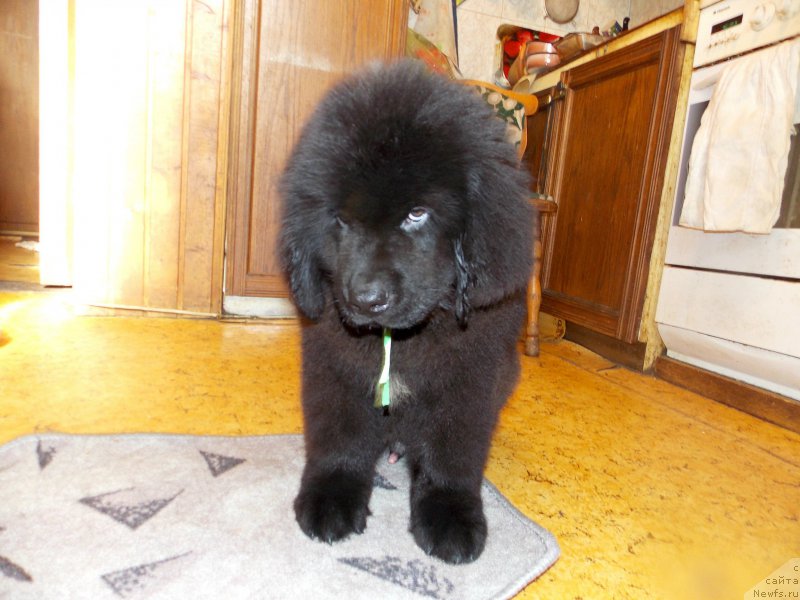 Фотография № 226959