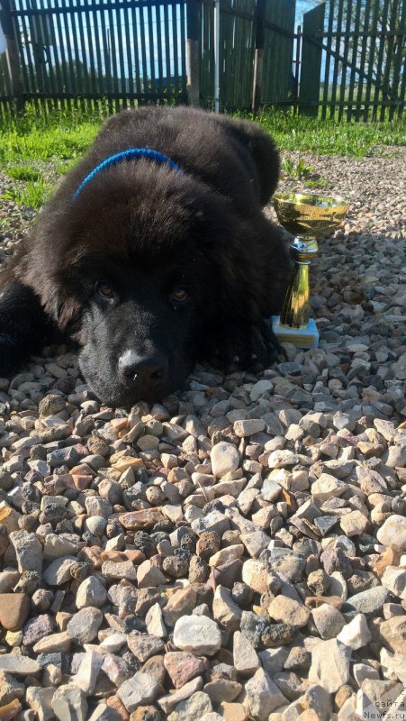 Фото: ньюфаундленд Идеал Тейст оф Виктори (Ideal Taste of Victory)