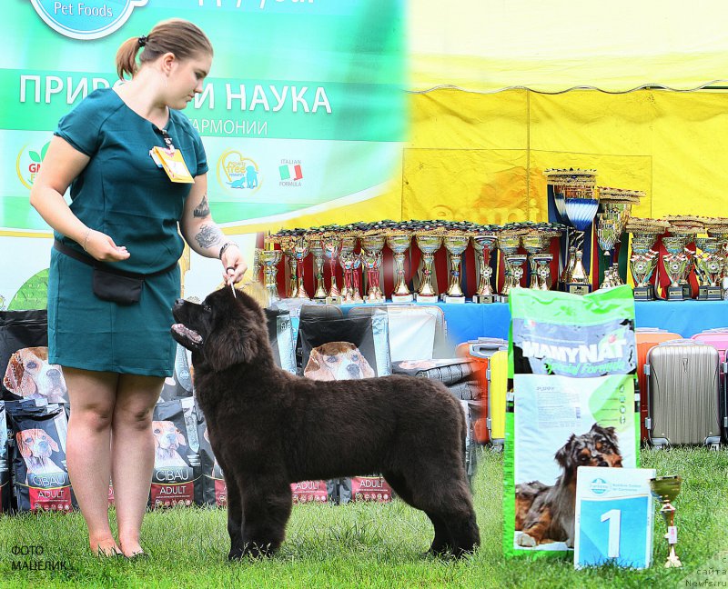 Фото: ньюфаундленд Браунблад MCК Лави Нэман (Brownblood MSK Lavy Neman)