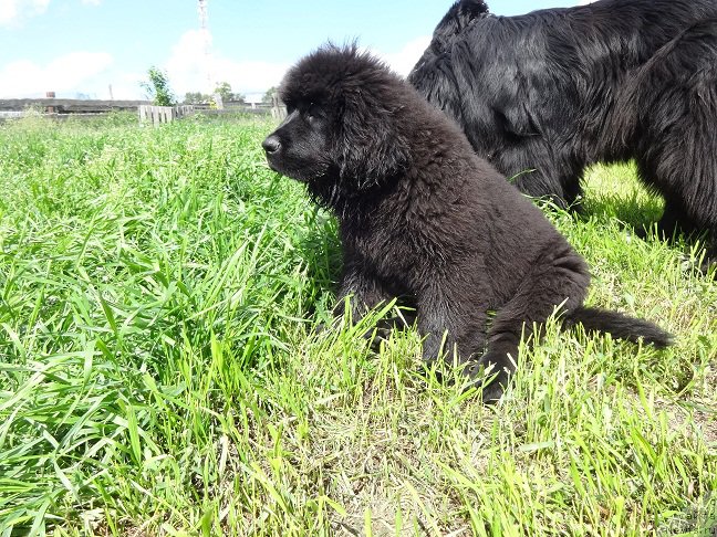 Фото: ньюфаундленд Ньюфорт Лаверан