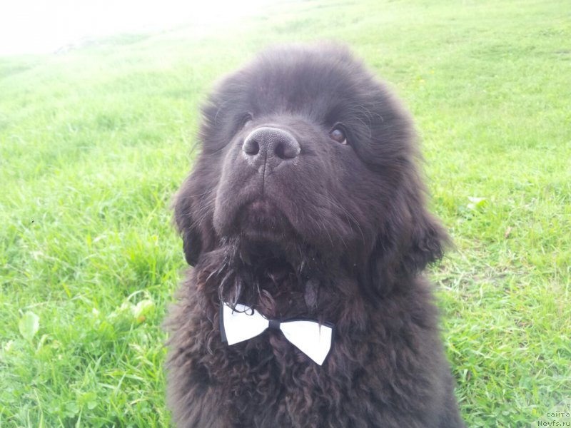 Фото: ньюфаундленд Ньюфорт Леонардо