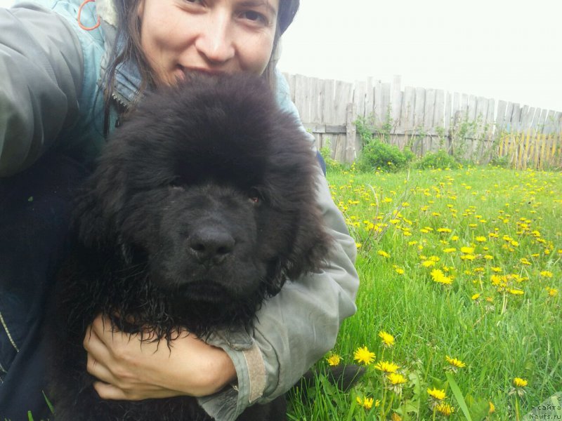 Фото: ньюфаундленд Ньюфорт Леонардо