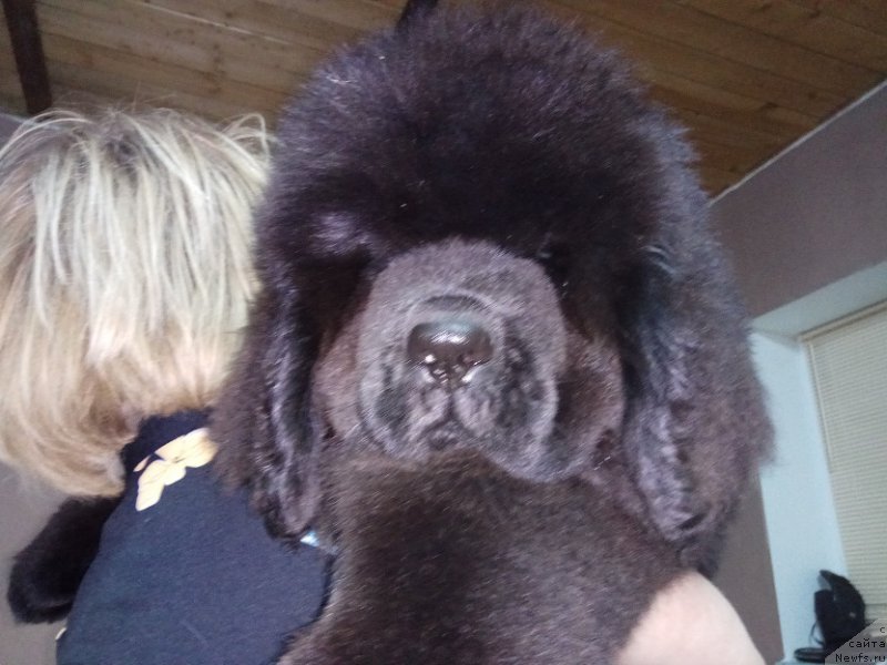 Фото: ньюфаундленд Ньюфорт Ландау