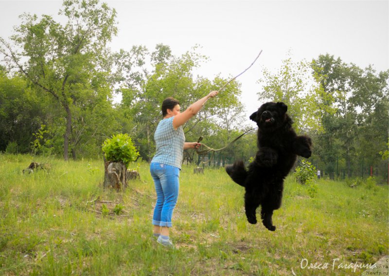 Фото: ньюфаундленд Фиаметтахауз Тиберий