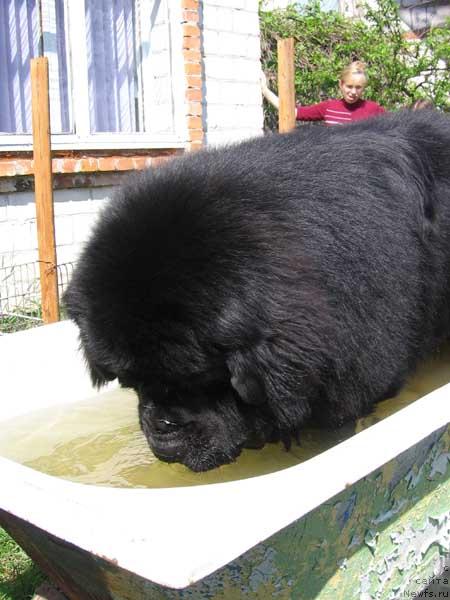 Фото: ньюфаундленд Ёши с Берега Дона